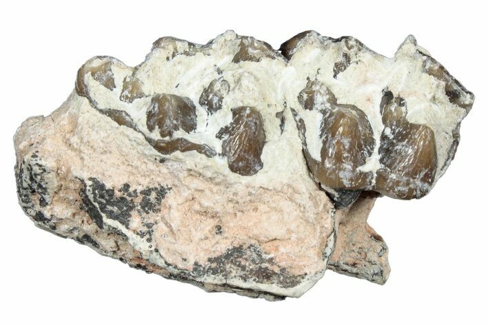 Fossil Oreodont (Merycoidodon) Jaw Section - South Dakota #300358